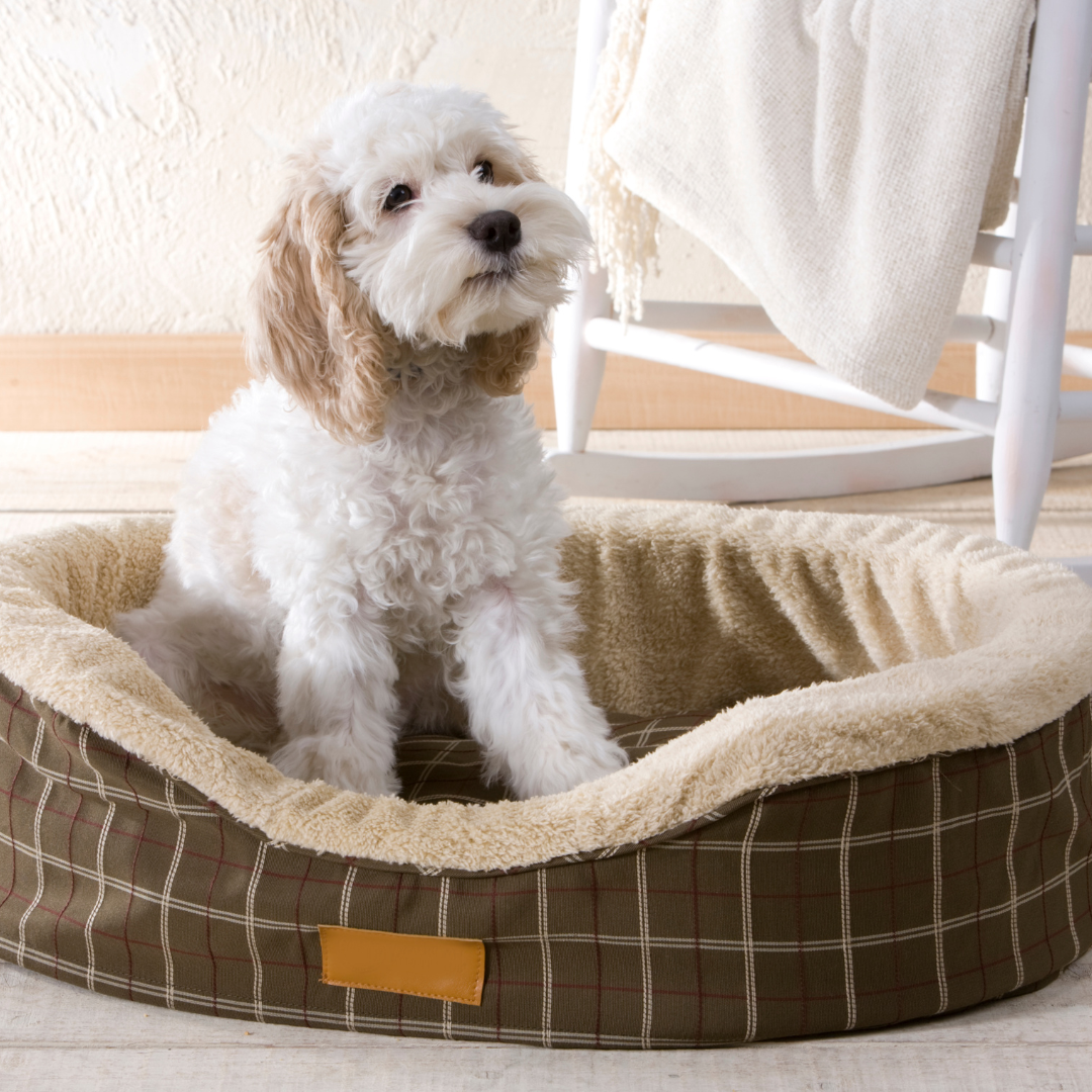 Pet Beds & Crates