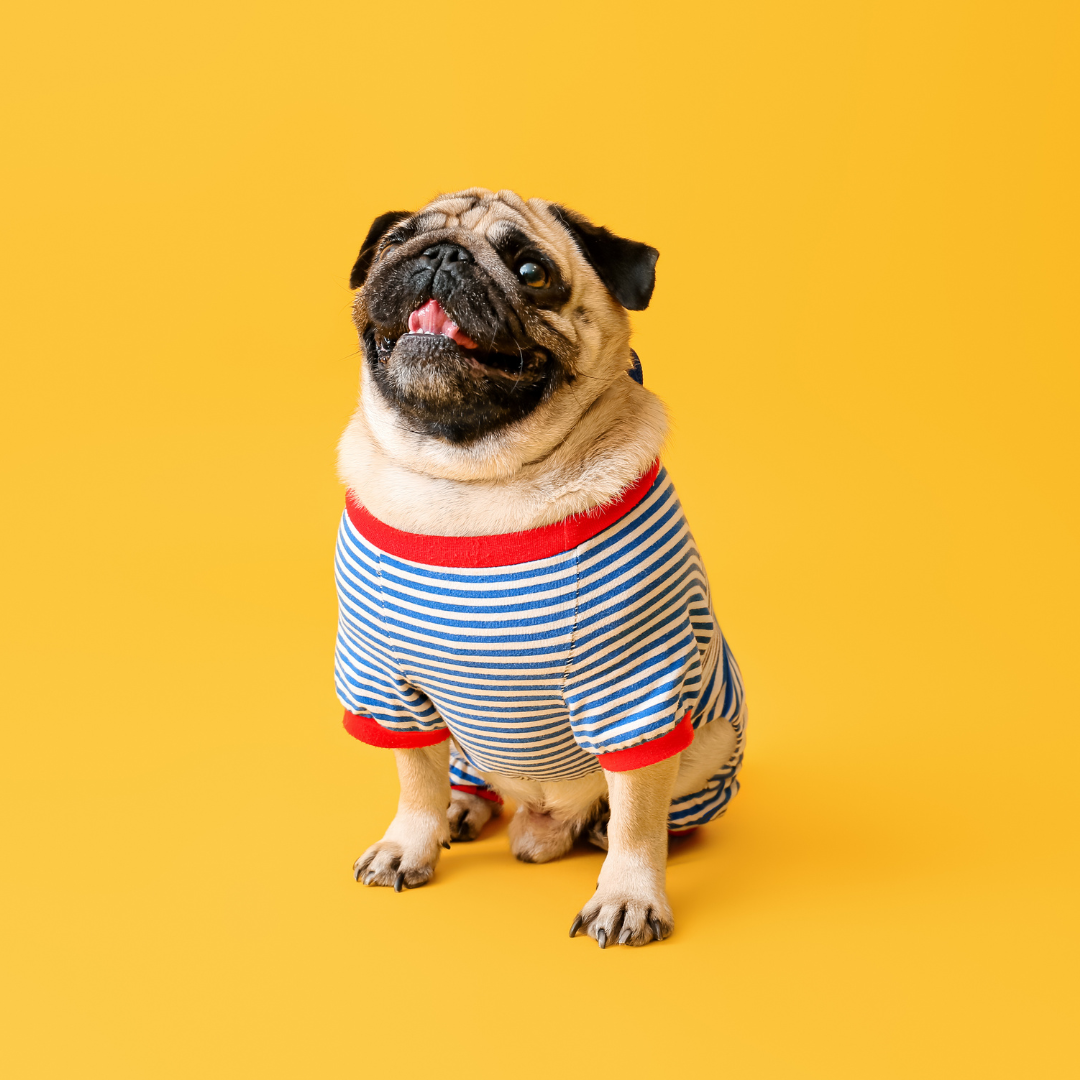 Pet Clothing & Costumes