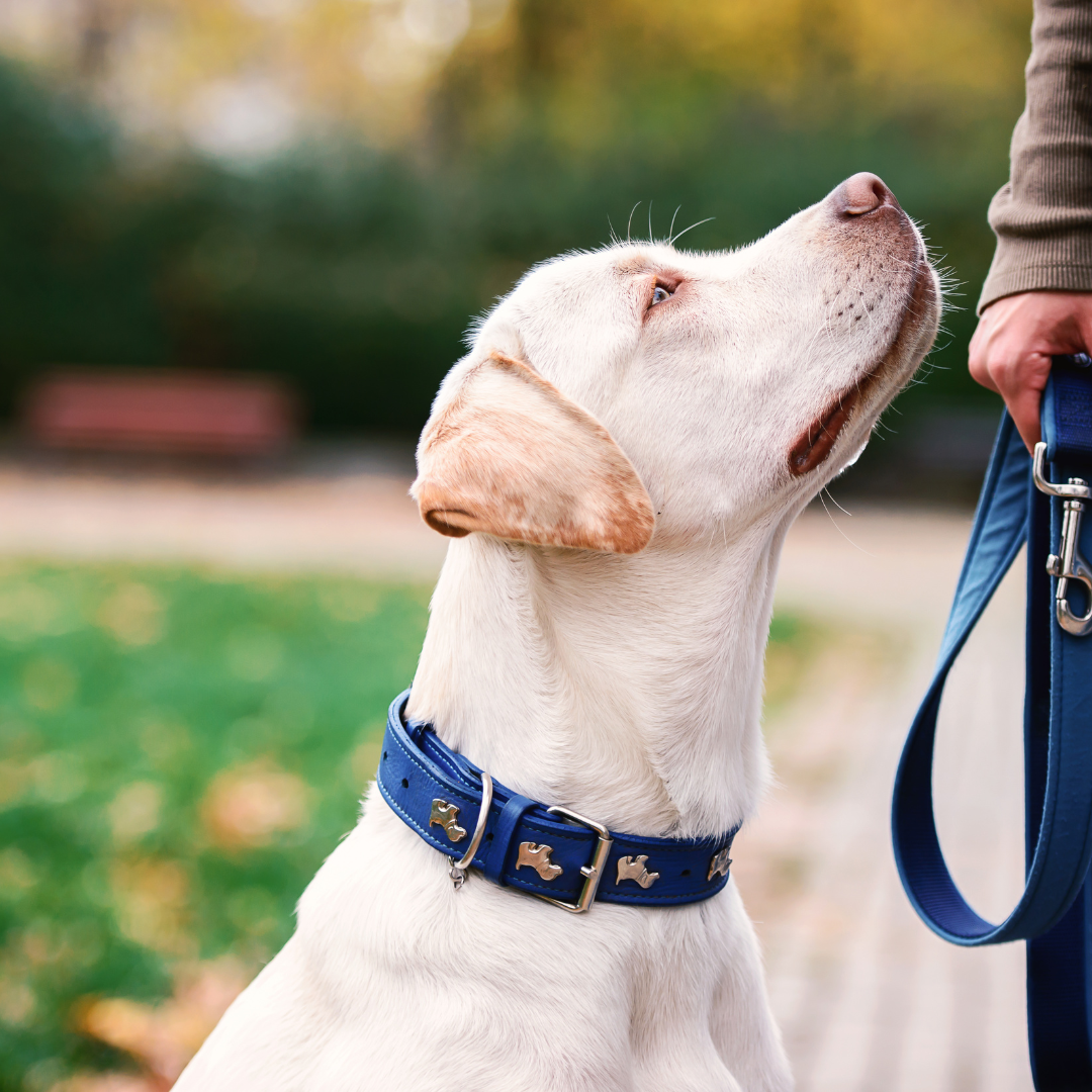 Collars, Harnesses & Leashes