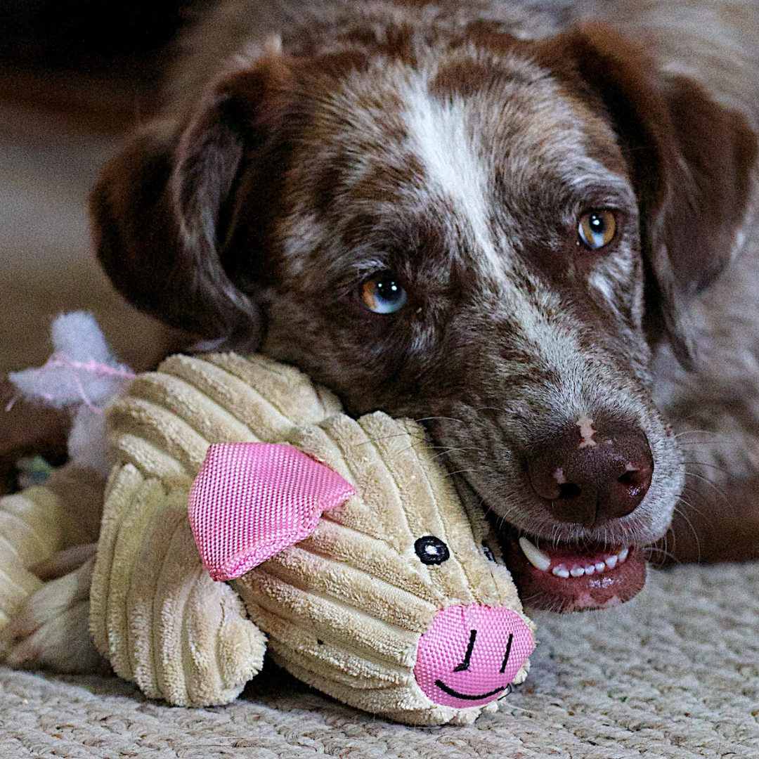Dog Toys