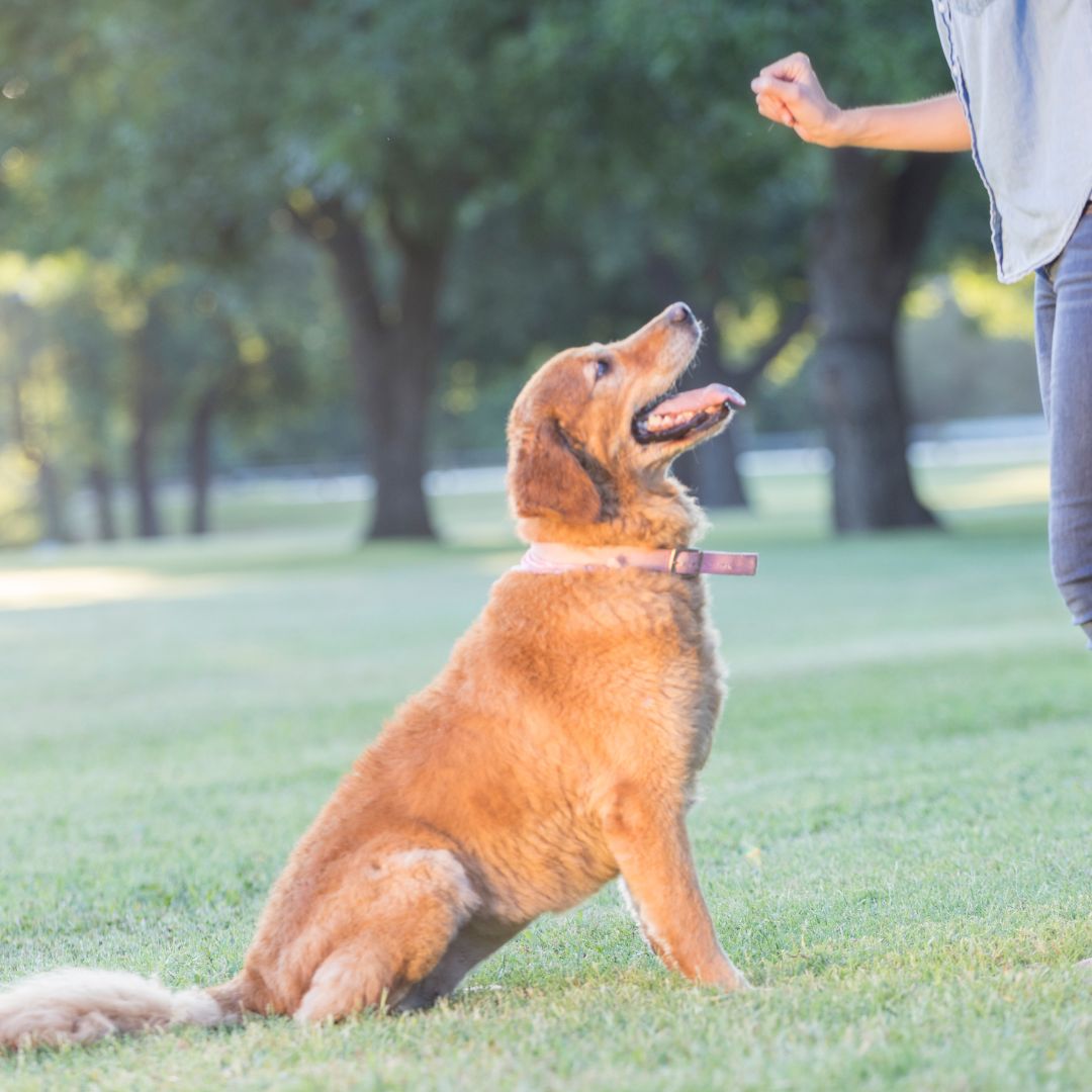 Dog Training