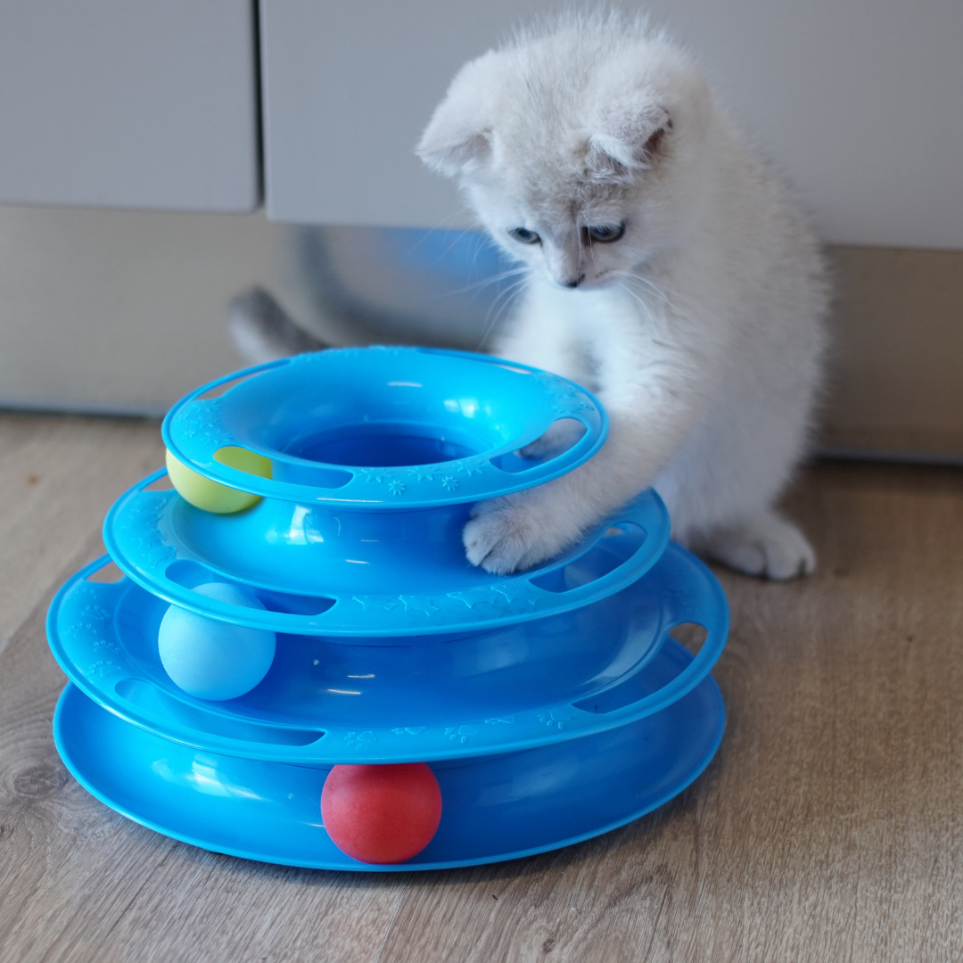 Cat Toys