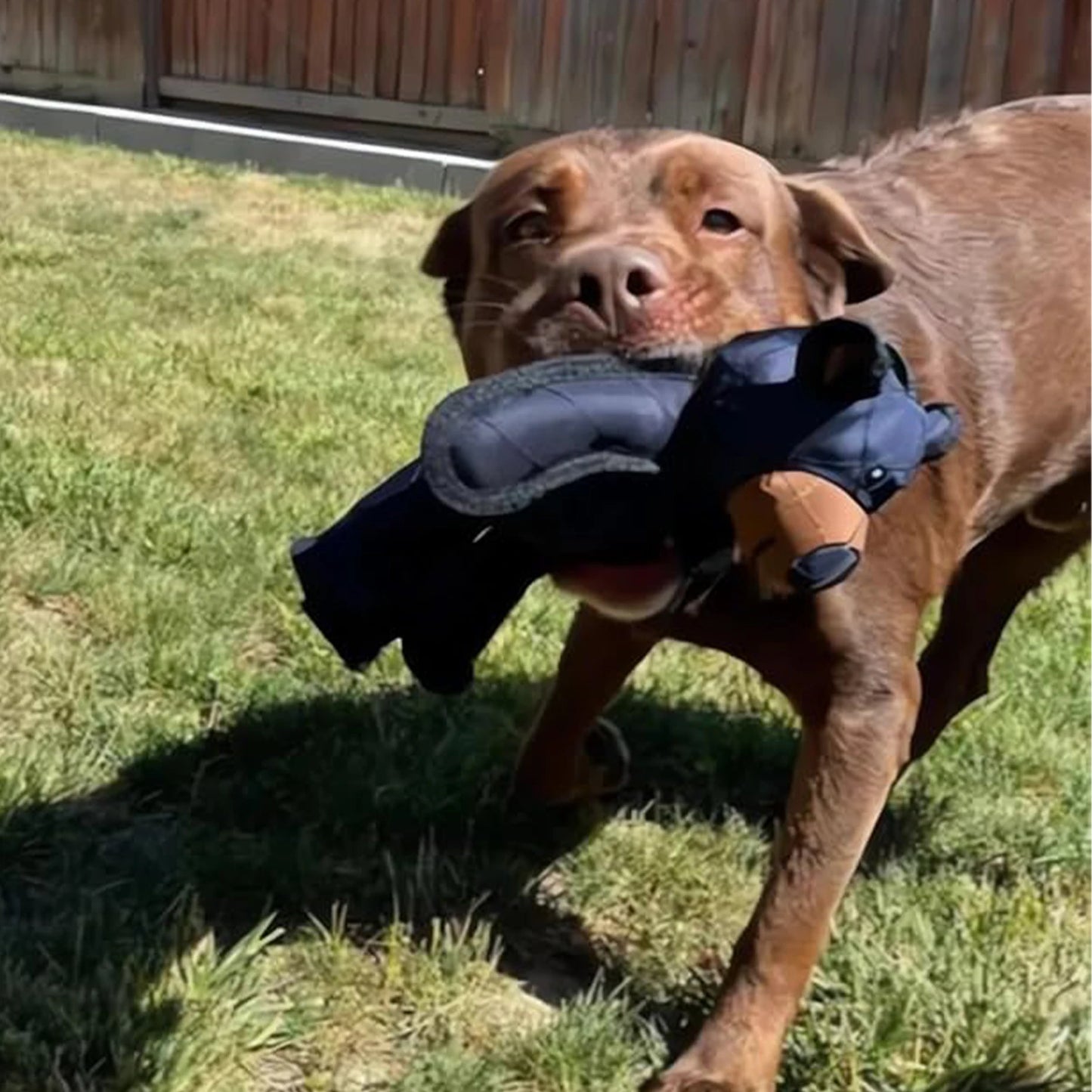 Squeaky Plush Bear Toy for Dog Unbreakable Chew Toy