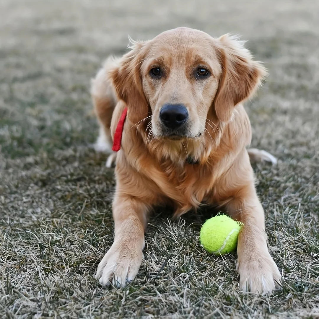 12 Packs of Small Dog Tennis Balls for Playing and Training